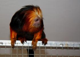 Primáti - Leontopithecus chrysomelas.jpg