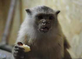 Primaten - Mico melanurus.jpg