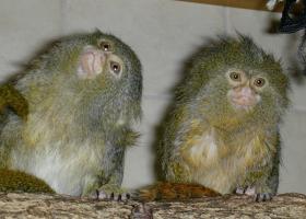 Primates - Callithix pygmaea niveiventris.jpg
