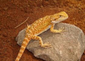 Reptiles and Amphibians - Image-01.jpg