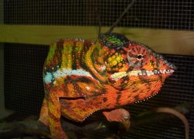 Reptiles and Amphibians - Image-20.jpg