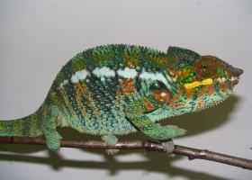 Reptiles and Amphibians - Image-21.jpg