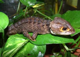 Reptiles and Amphibians - Image-23.jpg